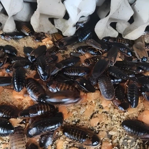 500 Medium Dubia Roaches