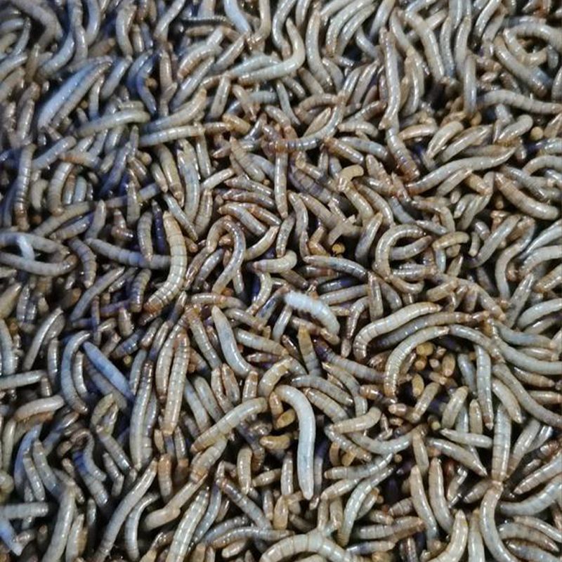 Dried Mealworms For Fishing