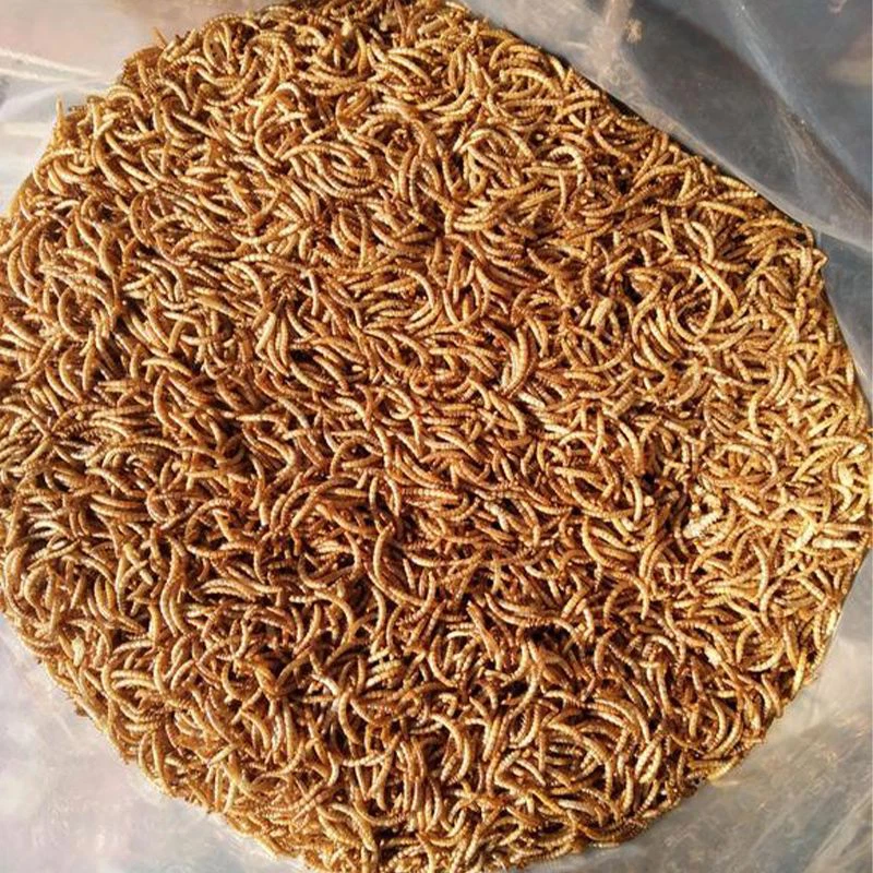 Hedgehog Dried Mealworms
