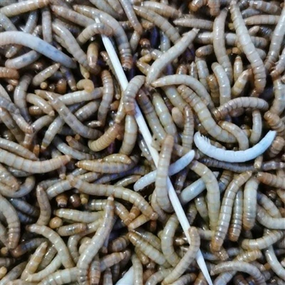 Avantajele tehnologiei de agricultură de pui