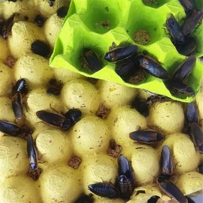 Noua tehnologie de agricultură de pui: utilizarea viermilor de masă