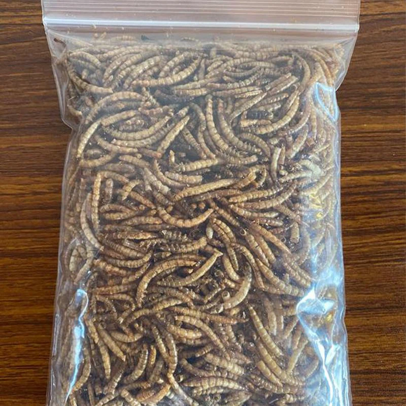 Leopard Gecko Dried Mealworms