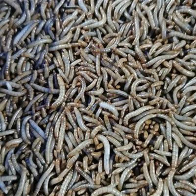 macaw feed dried mealworms
