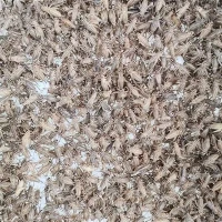 Crickets deshidratat