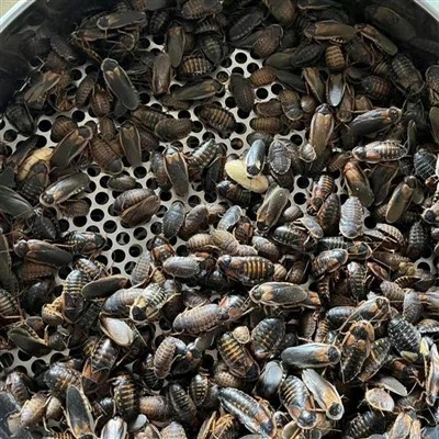 dubia price
