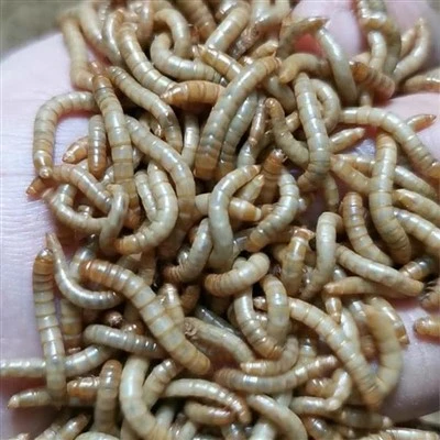 dried mealworms for budgerigars