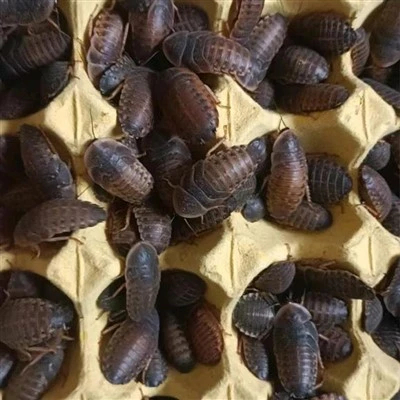 medium dubia